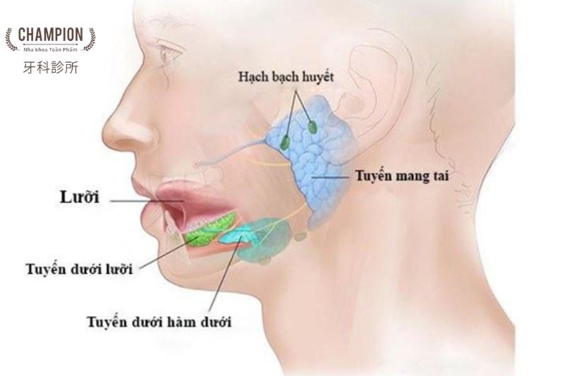 Triệu chứng cảnh báo sớm của bệnh vôi hóa tuyến nước bọt